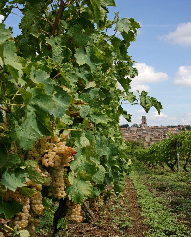 Consorzio di tutela vini DOC bianco di Pitigliano e Sovana La storia segreta dei vini delle vie cave 