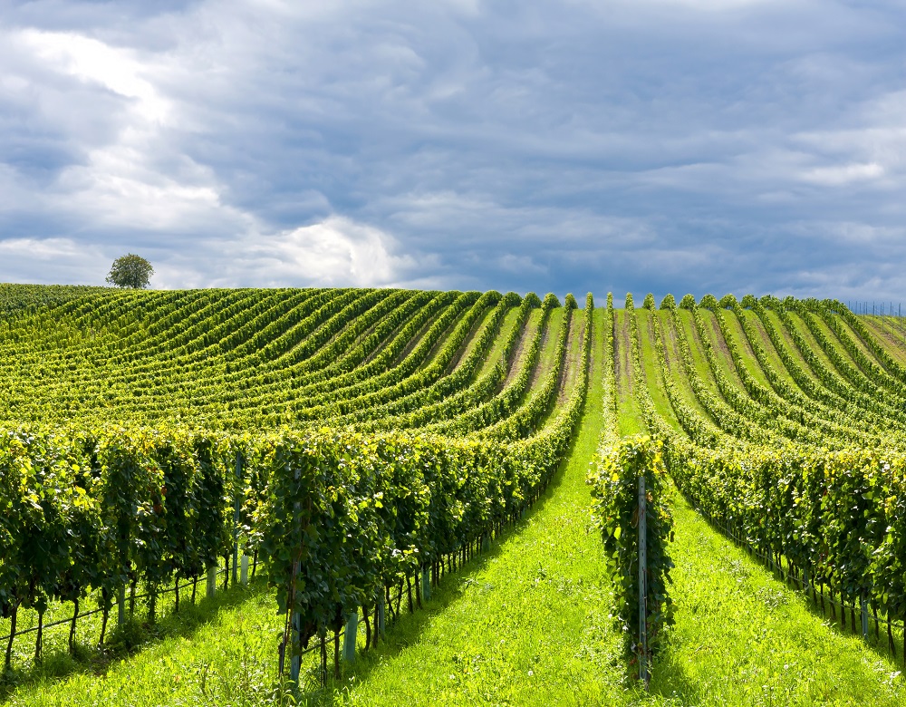 Consorzio Vini Terre di Pisa: dalle colline al mare, la Toscana che non ti aspetti