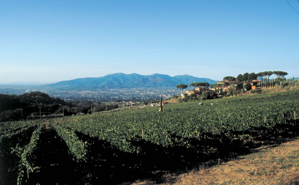 Le Colline Lucchesi dalla vite al bicchiere