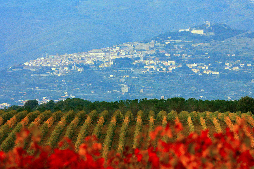 Cortona Doc, un vino che viene da lontano