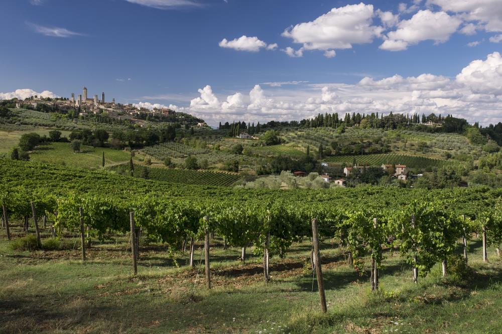 Vernaccia di San Gimignano docg, la Regina Bianca in una Terra di Re Rossi