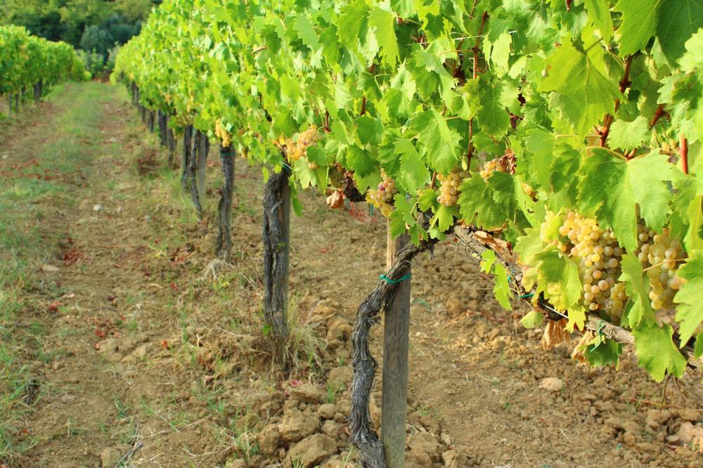 Vernaccia di San Gimignano docg, la Regina Bianca in una Terra di Re Rossi