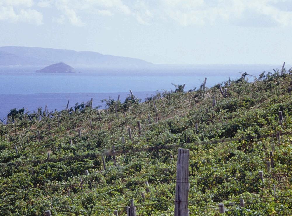 Val di Cornia, a vineyard with sea view 