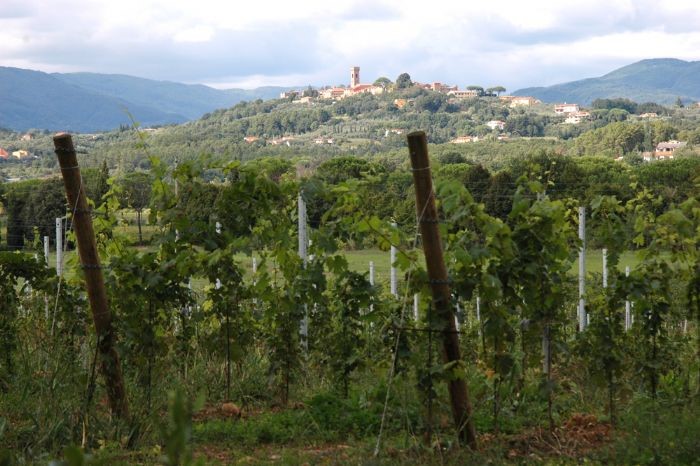 Consorzio vini DOC Montecarlo. La collina bianca del vino toscano dal 1333 