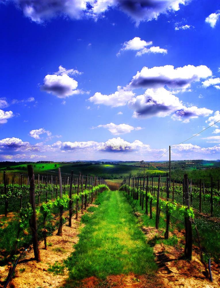 Cortona Doc, un vino che viene da lontano