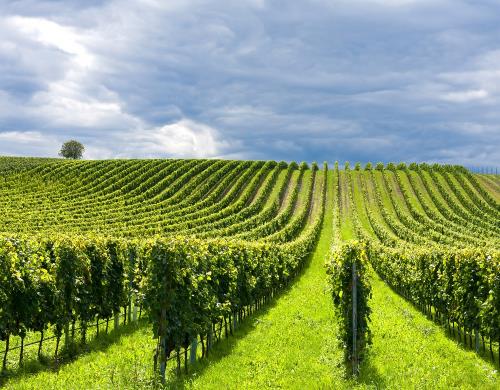 Terre di Pisa wine Consortium: from hills to sea, the unexpected Tuscany