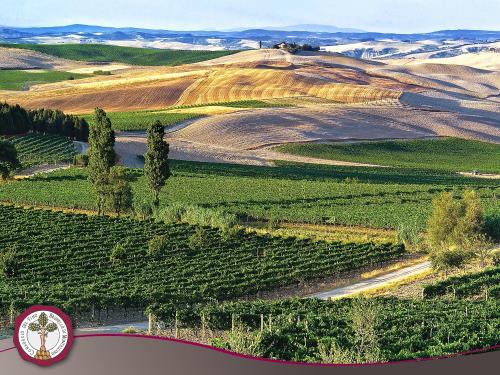 Montalcino, a territory made for wine