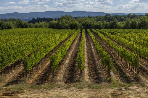 Valdarno di Sopra, una DOC giovane