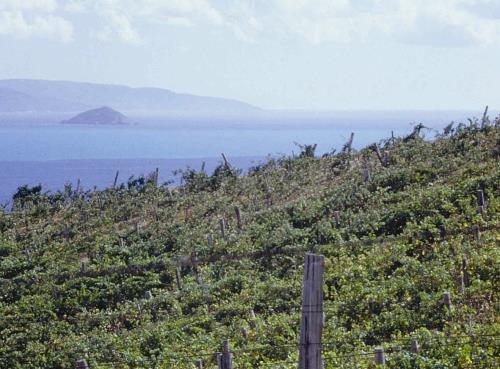 Val di Cornia, a vineyard with sea view 