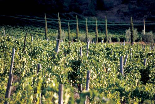 Le Colline Lucchesi dalla vite al bicchiere